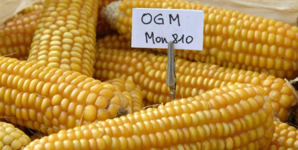 Levantan la prohibición a la siembra de maíz transgénico