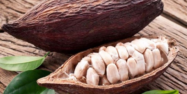 Impulso a la industria del cacao