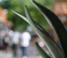 Oaxaca, orgullosa de su mezcal