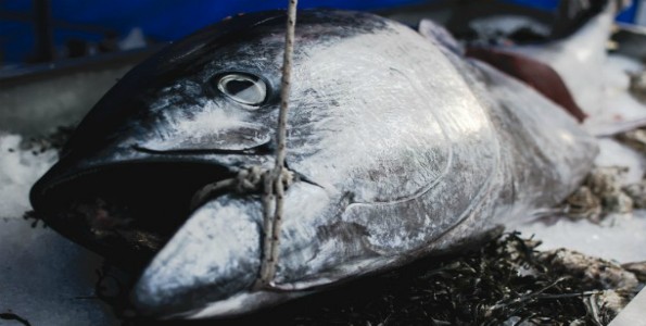 Pesca de calidad