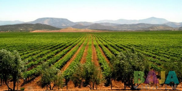 ​Ruta del Vino en Baja California