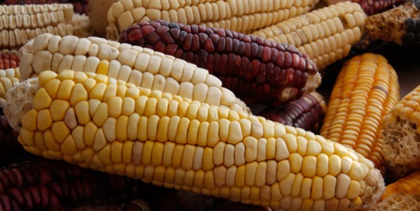 Más voces expertas contra el maíz transgénico
