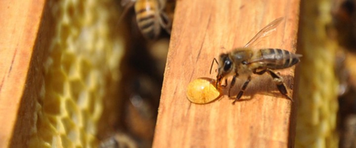 Avances en la apicultura mexicana
