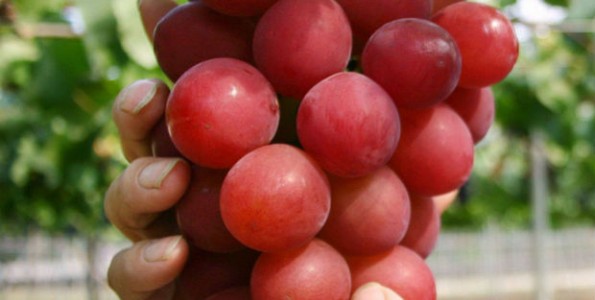 ¿Cómo son las uvas más caras del mundo?