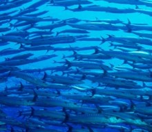 20 chefs apoyan la conservación de la biodivesidad de los océanos