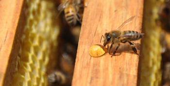 Avances en la apicultura mexicana