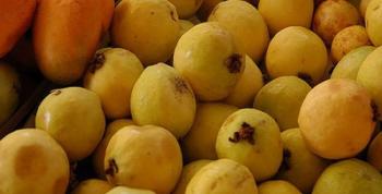 La Feria Nacional de la Guayaba 2025: tradición, cultura y sabor en Calvillo, Aguascalientes