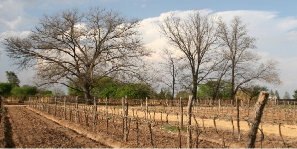 El vino mexicano, en auge